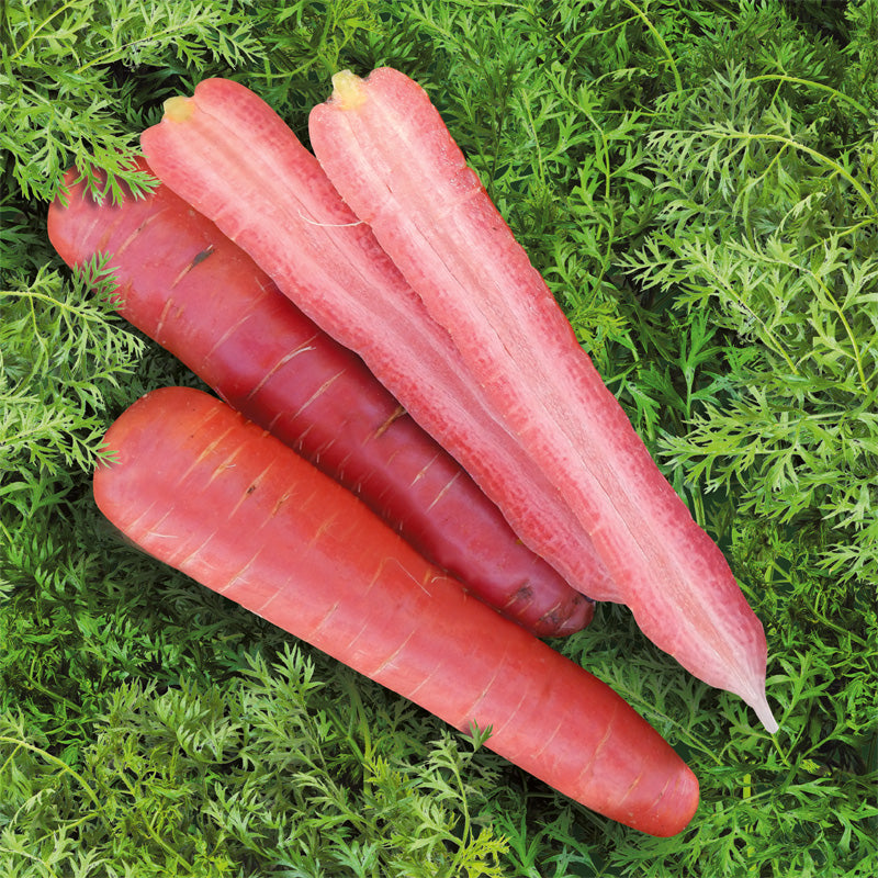 Rubyqueen Carrot Hybrid
