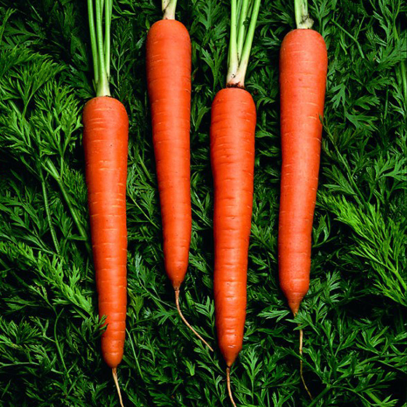 Cellobunch Pelleted Carrot Hybrid
