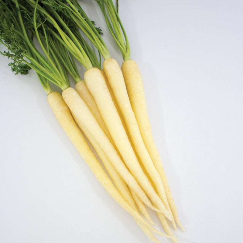 Snow Man White Carrot Hybrid