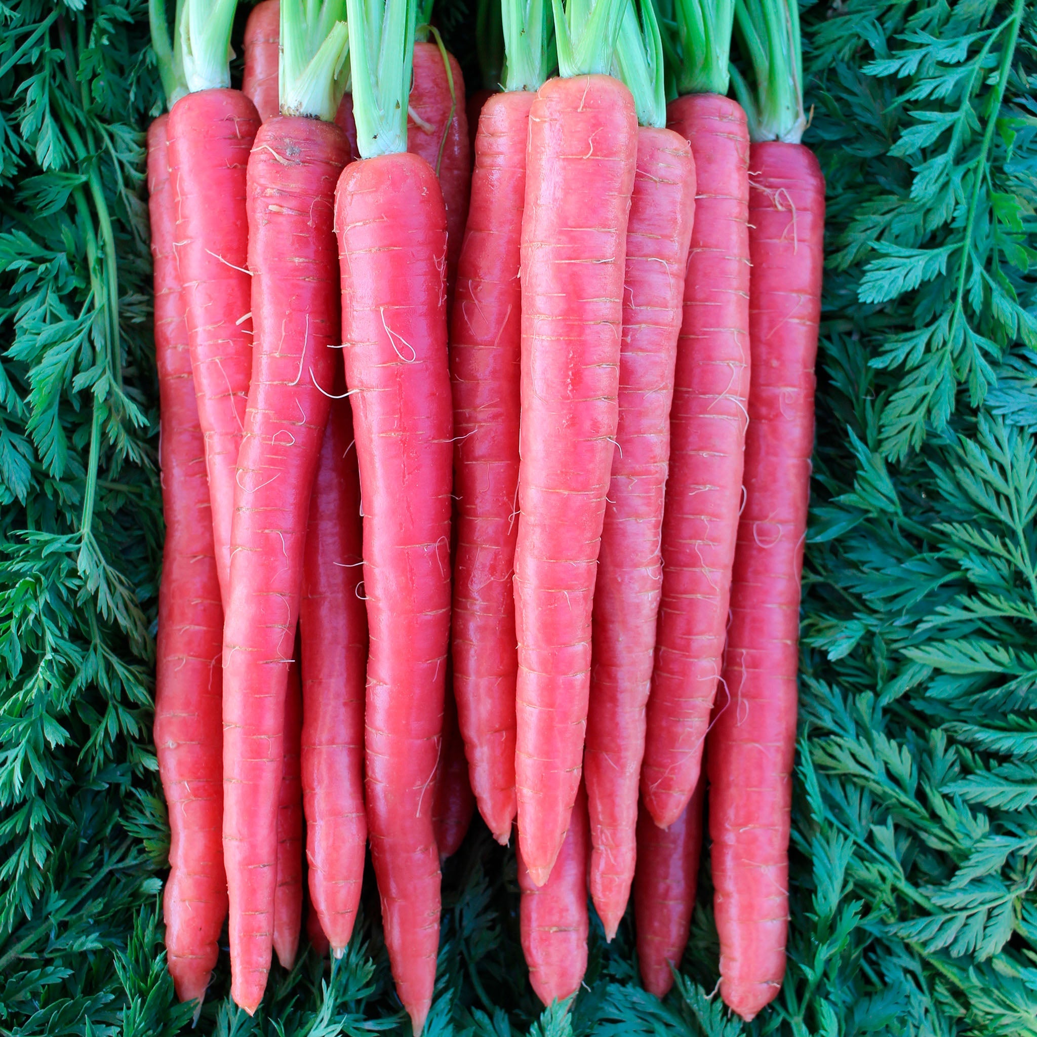 Rubypak Carrot