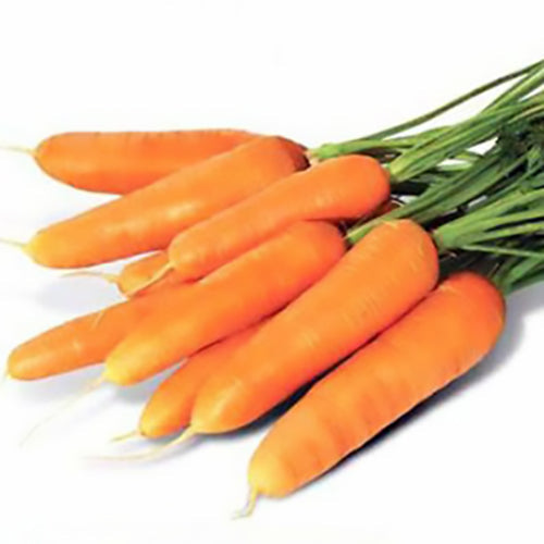 Nantes Coreless Carrot