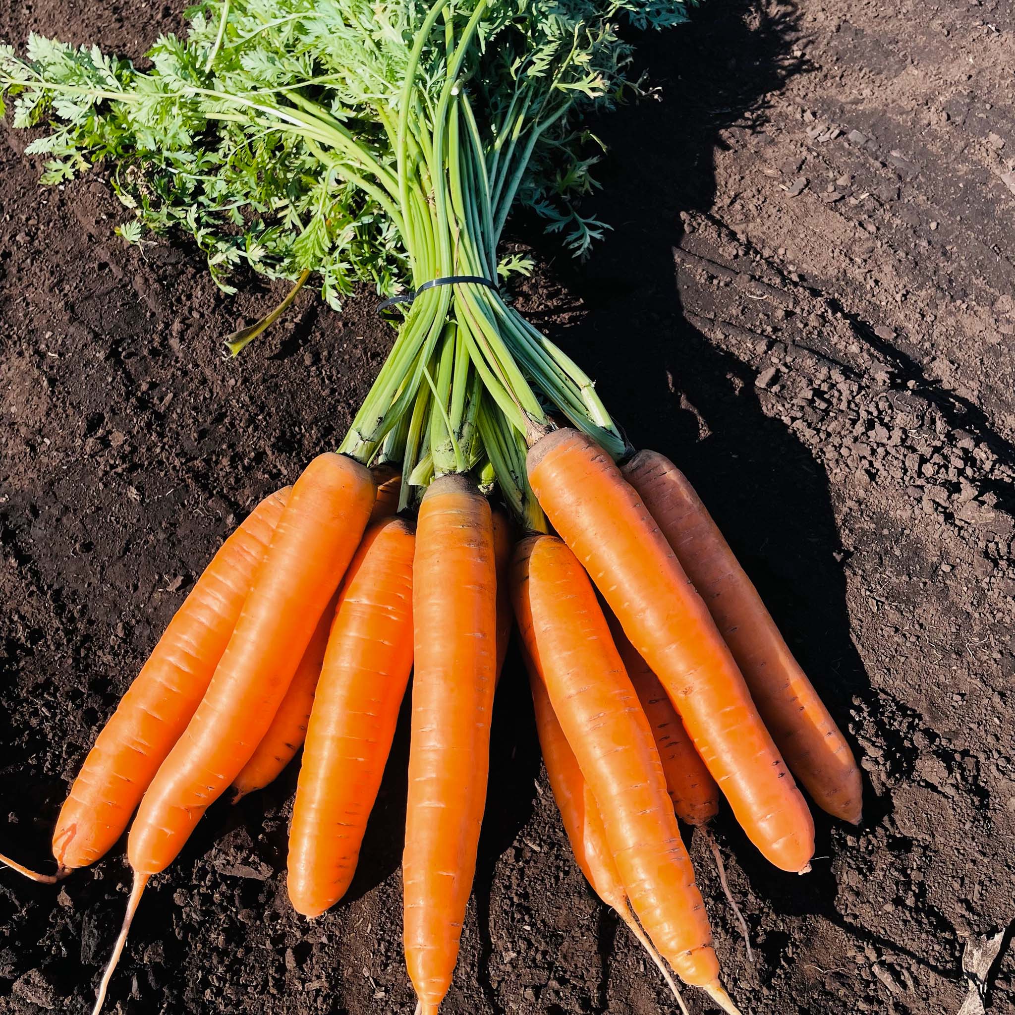 Silverstar Carrot Hybrid