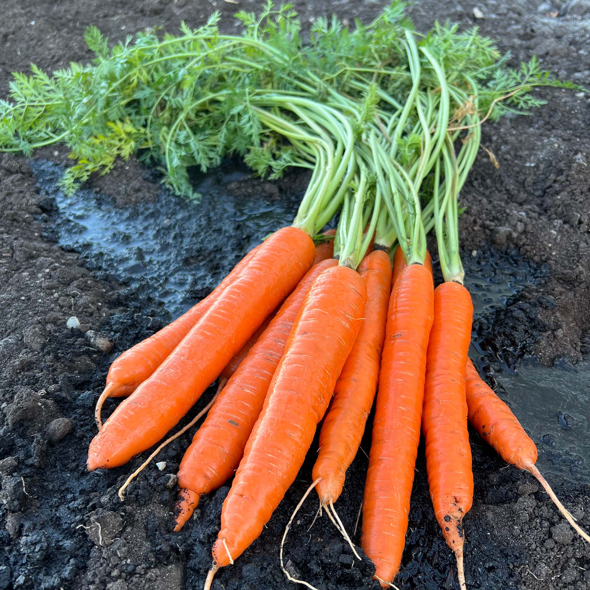 Orange Fancy Carrot Hybrid