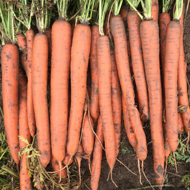 Orange Slice Carrot Hybrid