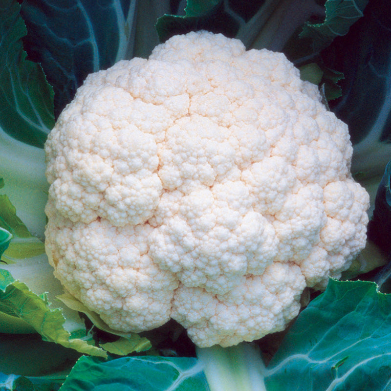 Minuteman Cauliflower Hybrid