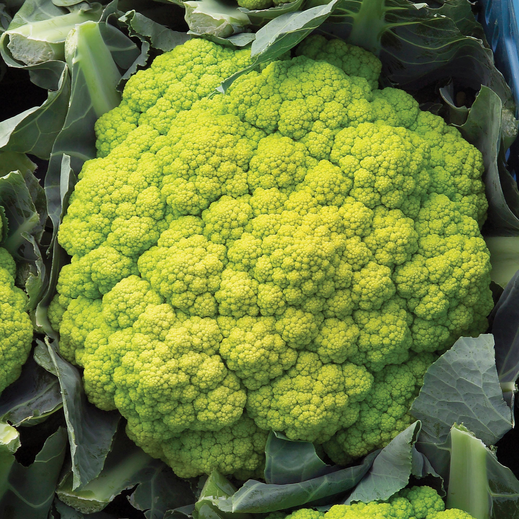 Vitaverde Cauliflower Hybrid
