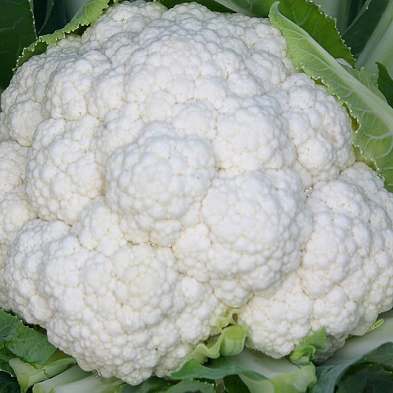 Fujiyama Cauliflower Hybrid