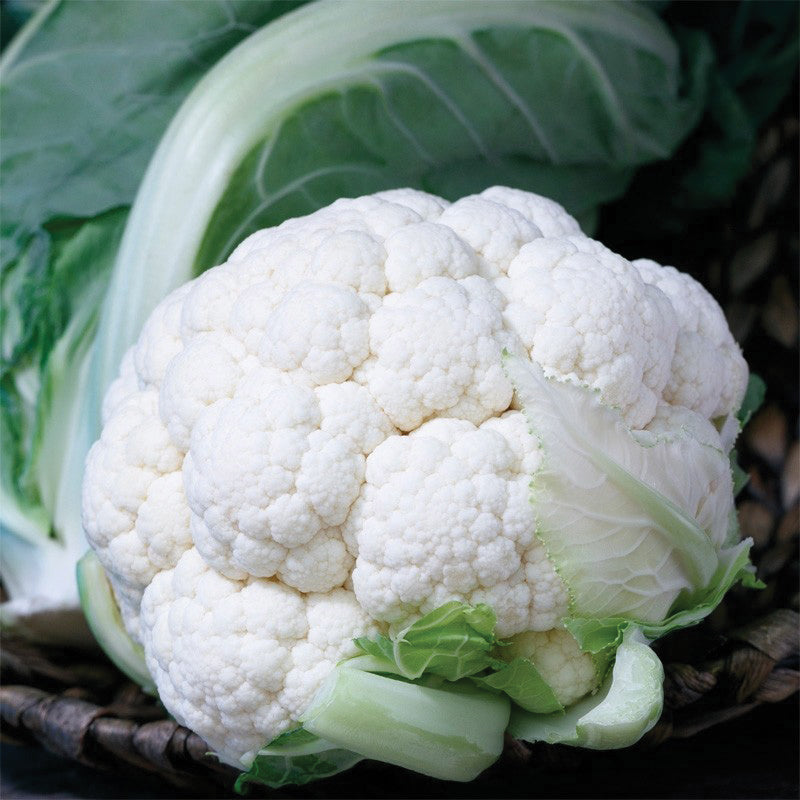 Twister Cauliflower Hybrid