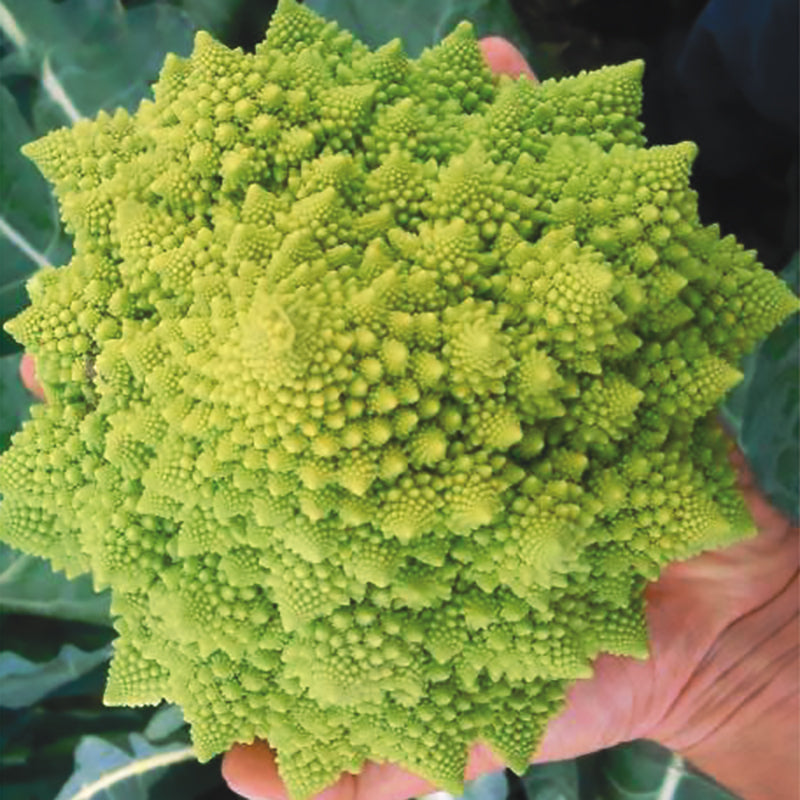 Orbit Romanesco Cauliflower Seeds – High Performance Hybrid | Stokes ...