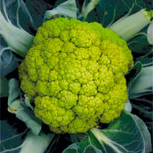 Verdi Cauliflower Hybrid
