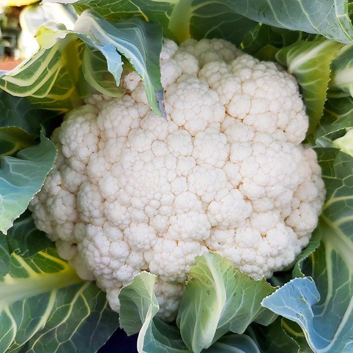 Prestique Cauliflower Hybrid
