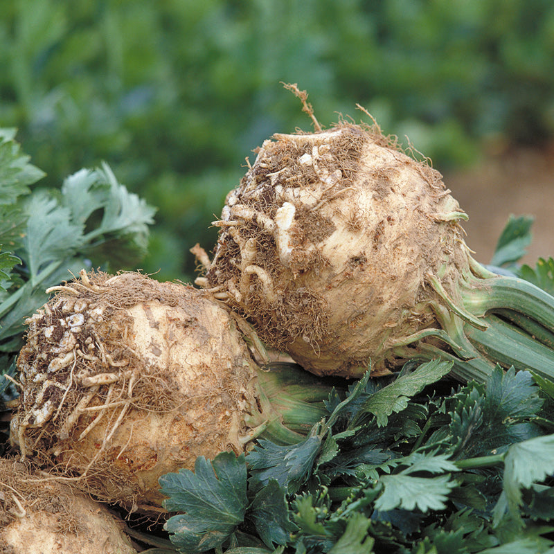 Rex Pelleted Celeriac