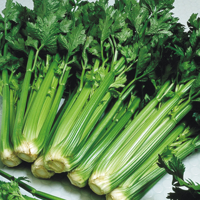 Utah 52-70 R Improved Celery