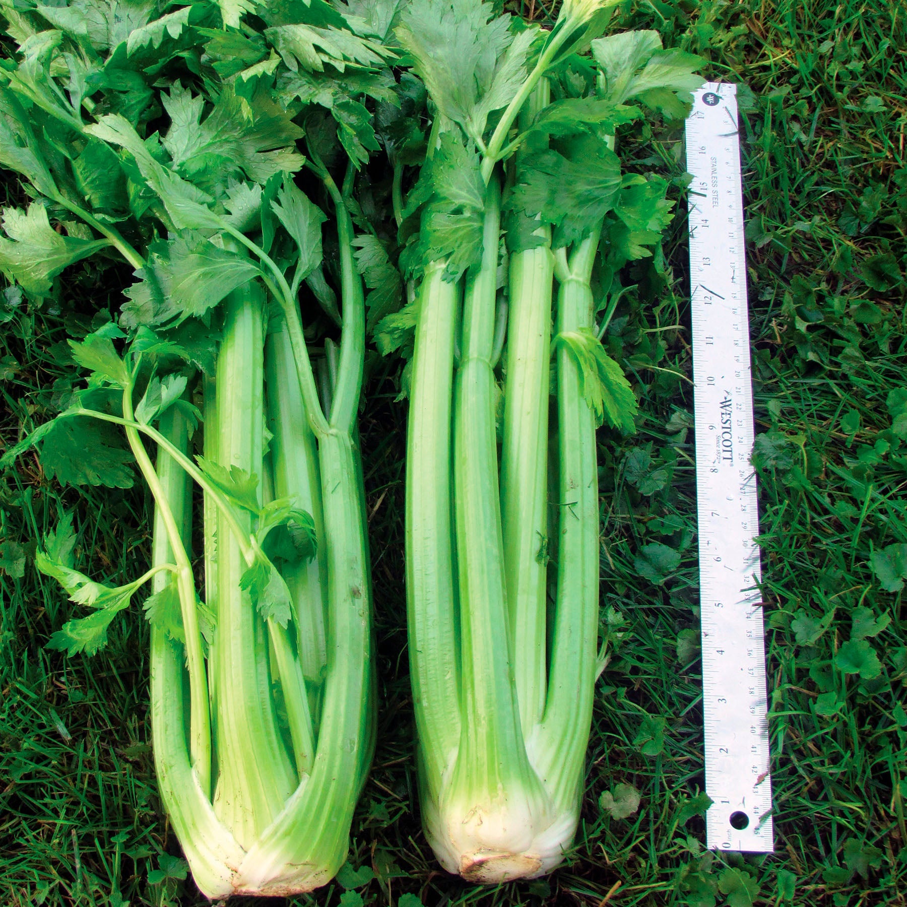 TZ 6200 YR Pelleted Celery Hybrid