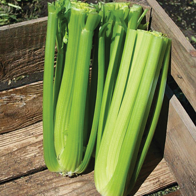 Nero Pelleted Celery Hybrid
