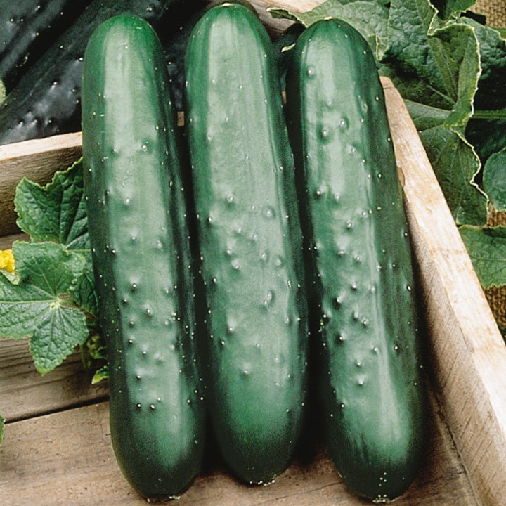 Speedway Cucumber Hybrid