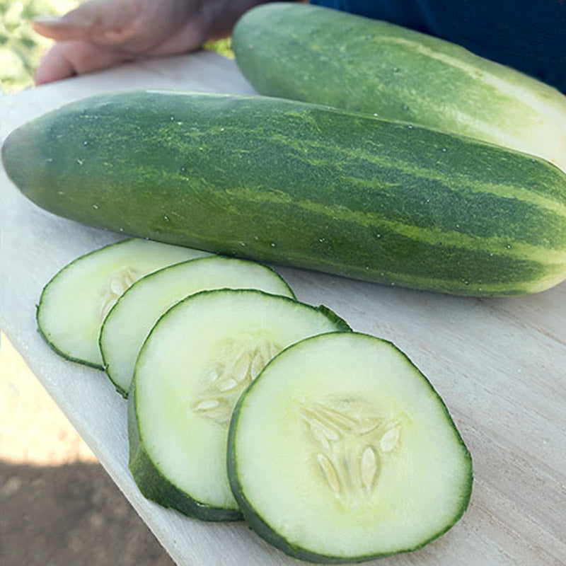 Marketmore 76 Untreated Cucumber