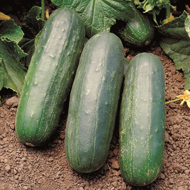 Eureka Untreated (pickling) Cucumber Hybrid