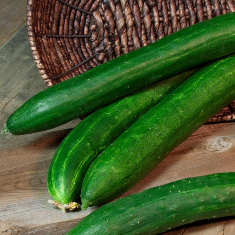 Tasty Green Cucumber Hybrid