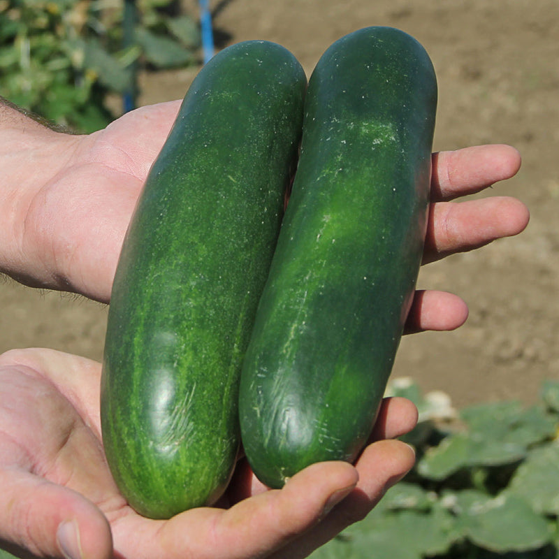 Stonewall Untreated Cucumber Hybrid