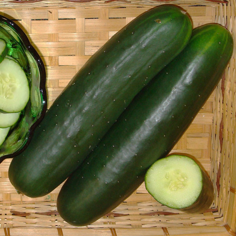 Dominator Cucumber Hybrid