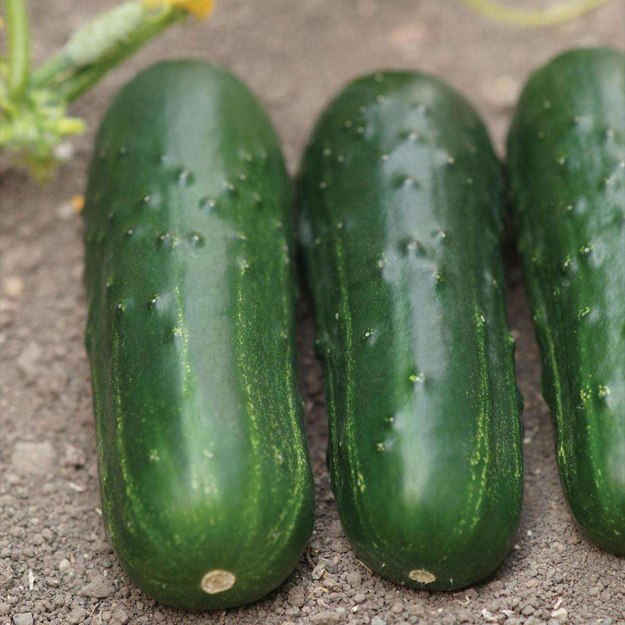 Supremo Cucumber Hybrid