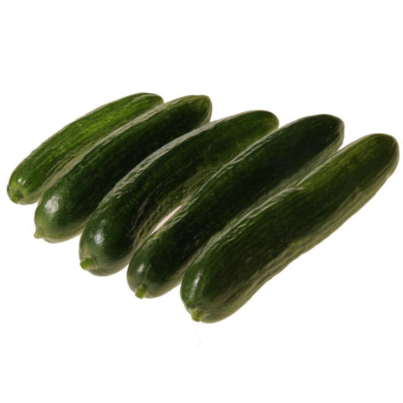Mercury Cucumber Hybrid