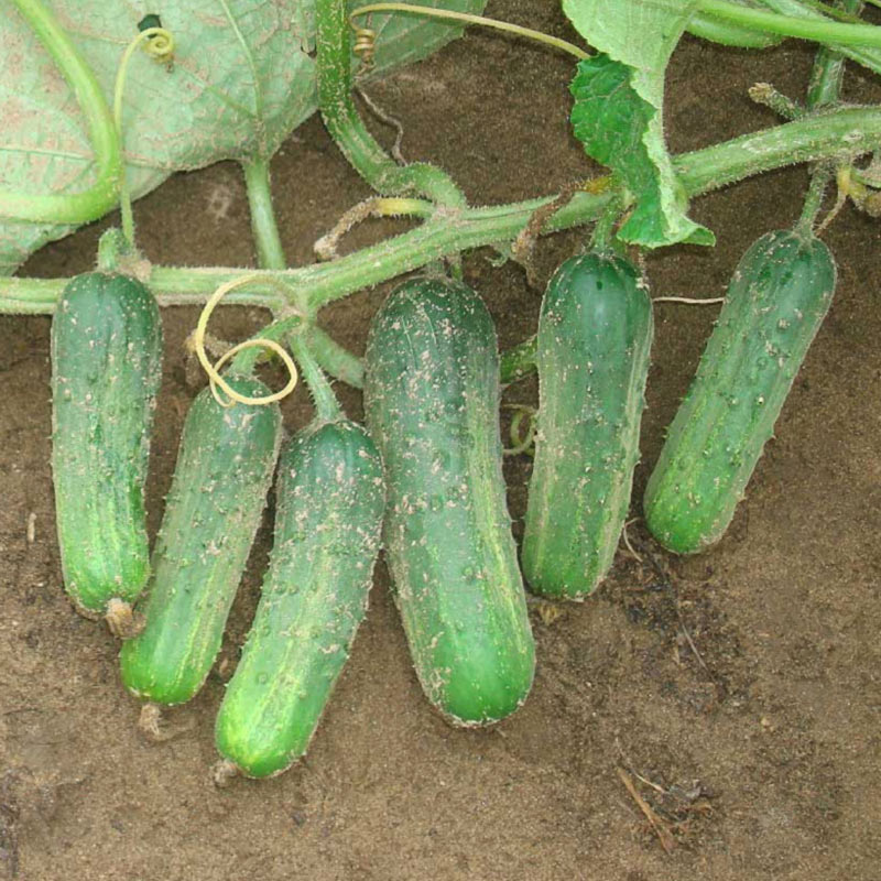 Puccini (Gherkin) Cucumber Hybrid