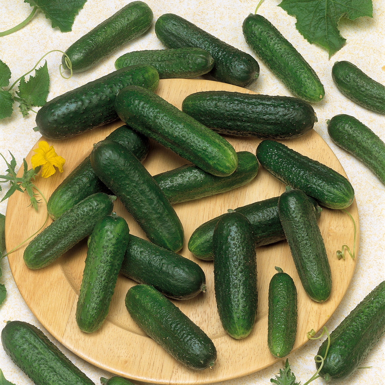 Corentine Cucumber Hybrid