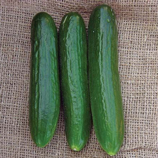 Perseus Cucumber Hybrid