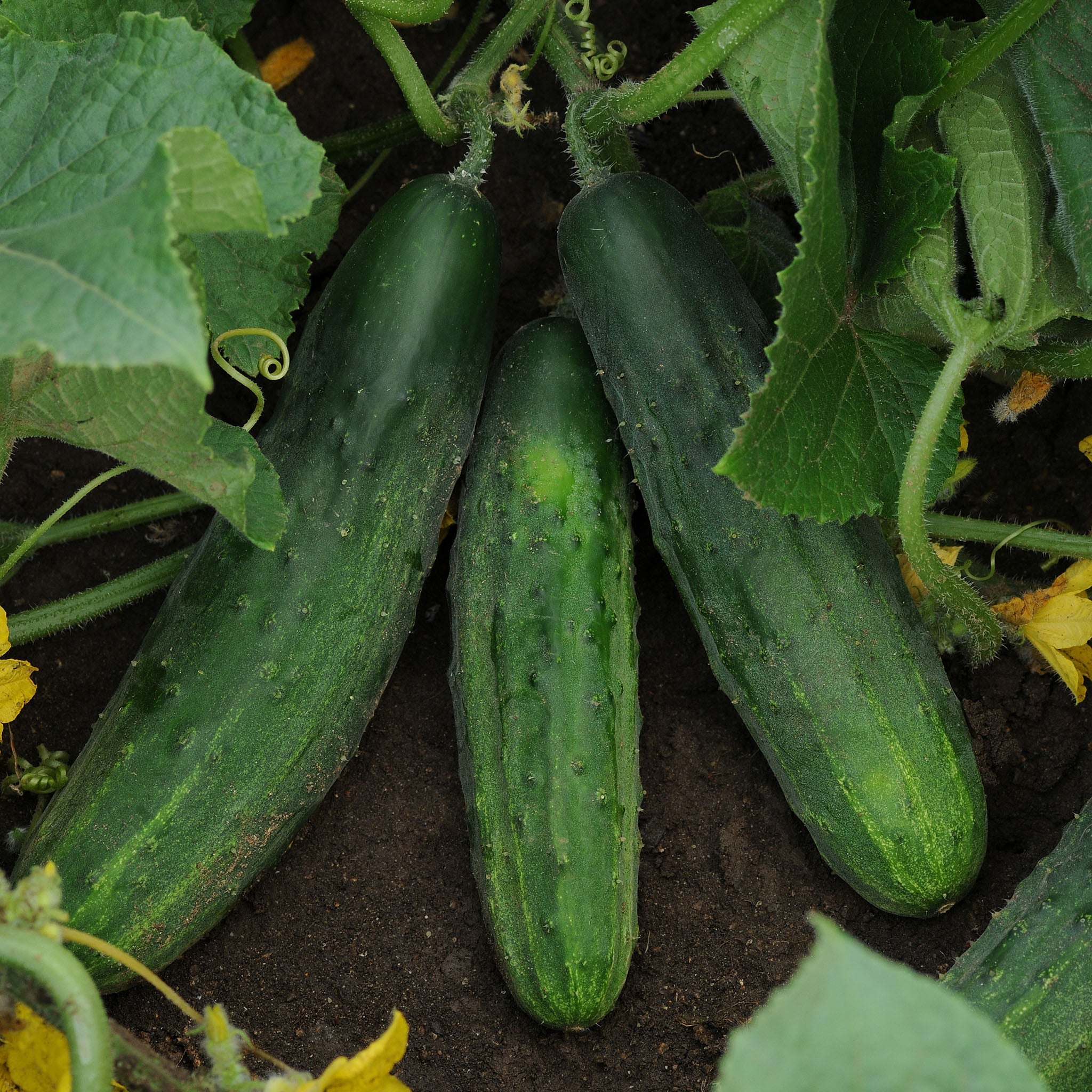 Patio Snacker Untreated Cucumber Hybrid