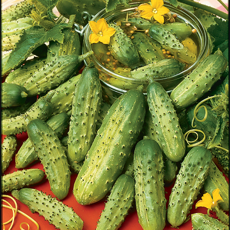 Pioneer Cucumber Hybrid