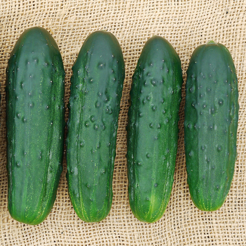 Sassy Pickling Cucumber Hybrid