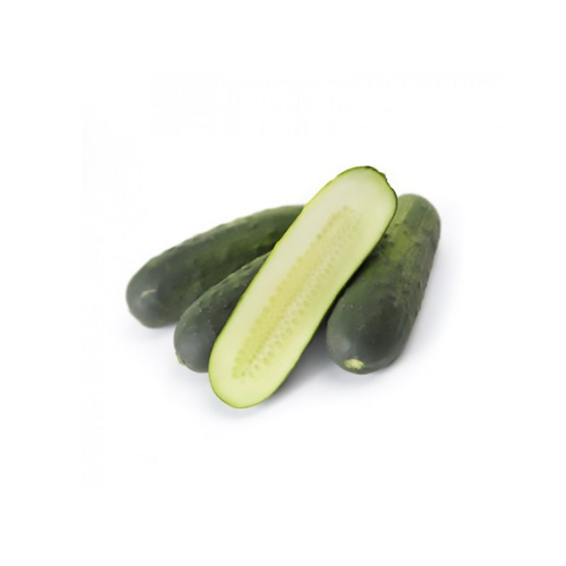 Gershwin Cucumber Hybrid