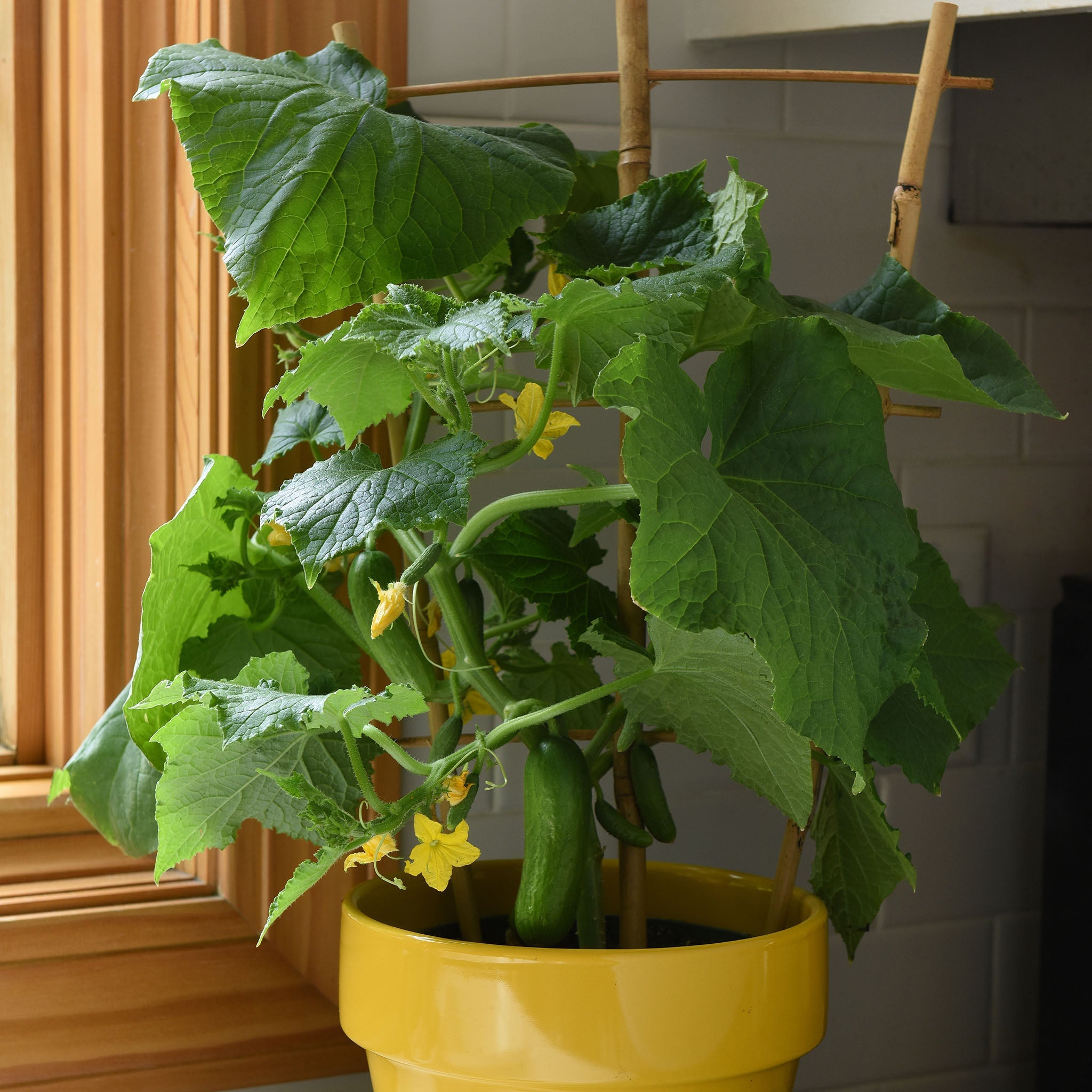 Quick Snack Untreated Cucumber