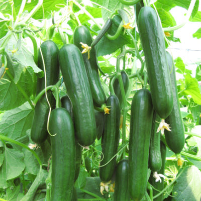 Bereket Cucumber Hybrid
