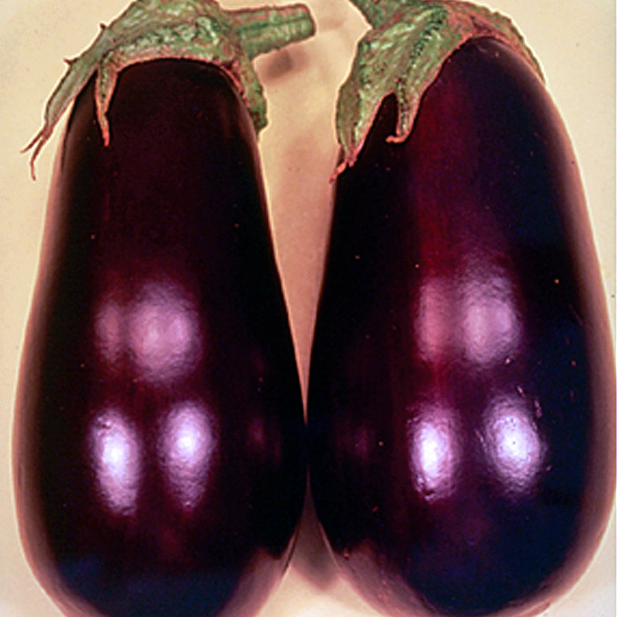 Epic Eggplant Hybrid