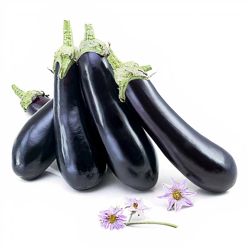 Megal Untreated Eggplant Hybrid