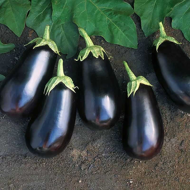Santana Hybrid Eggplant