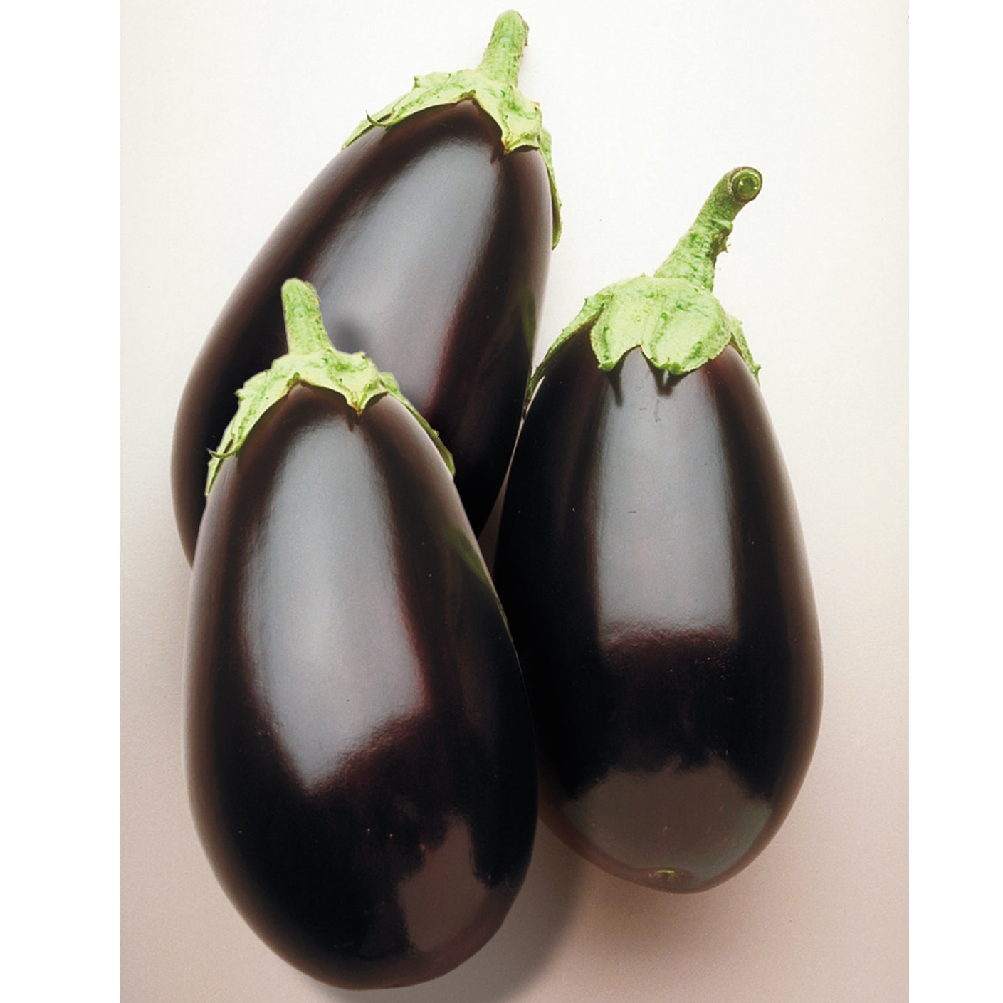 Night Shadow Eggplant Hybrid