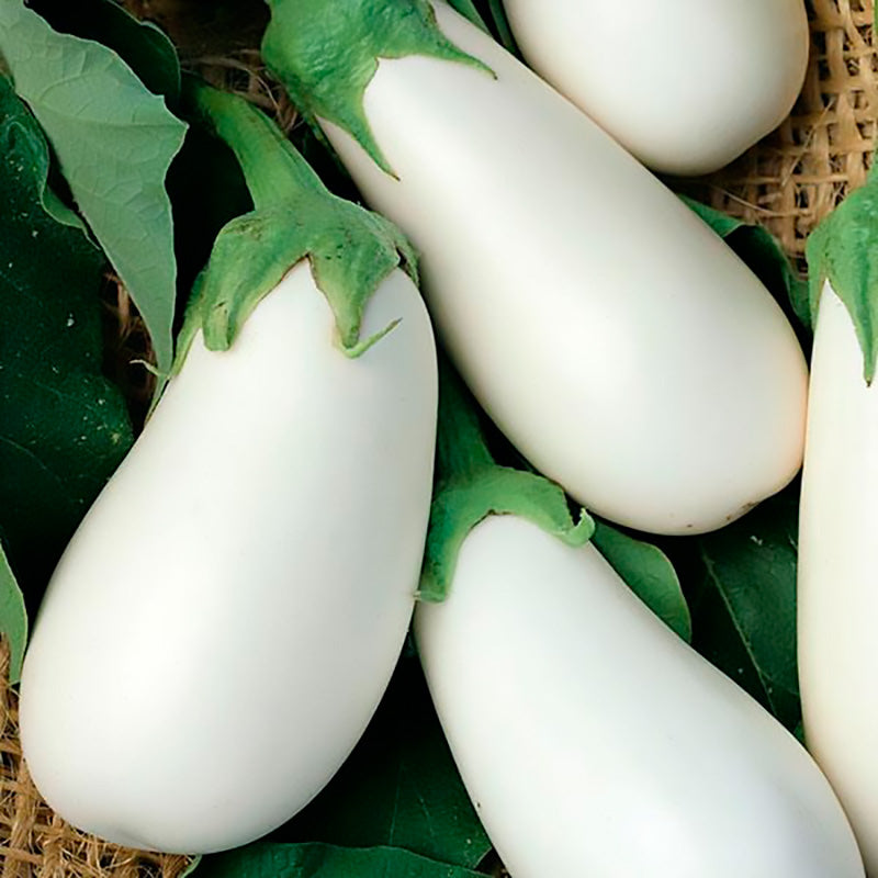 White Star Untreated Eggplant Hybrid