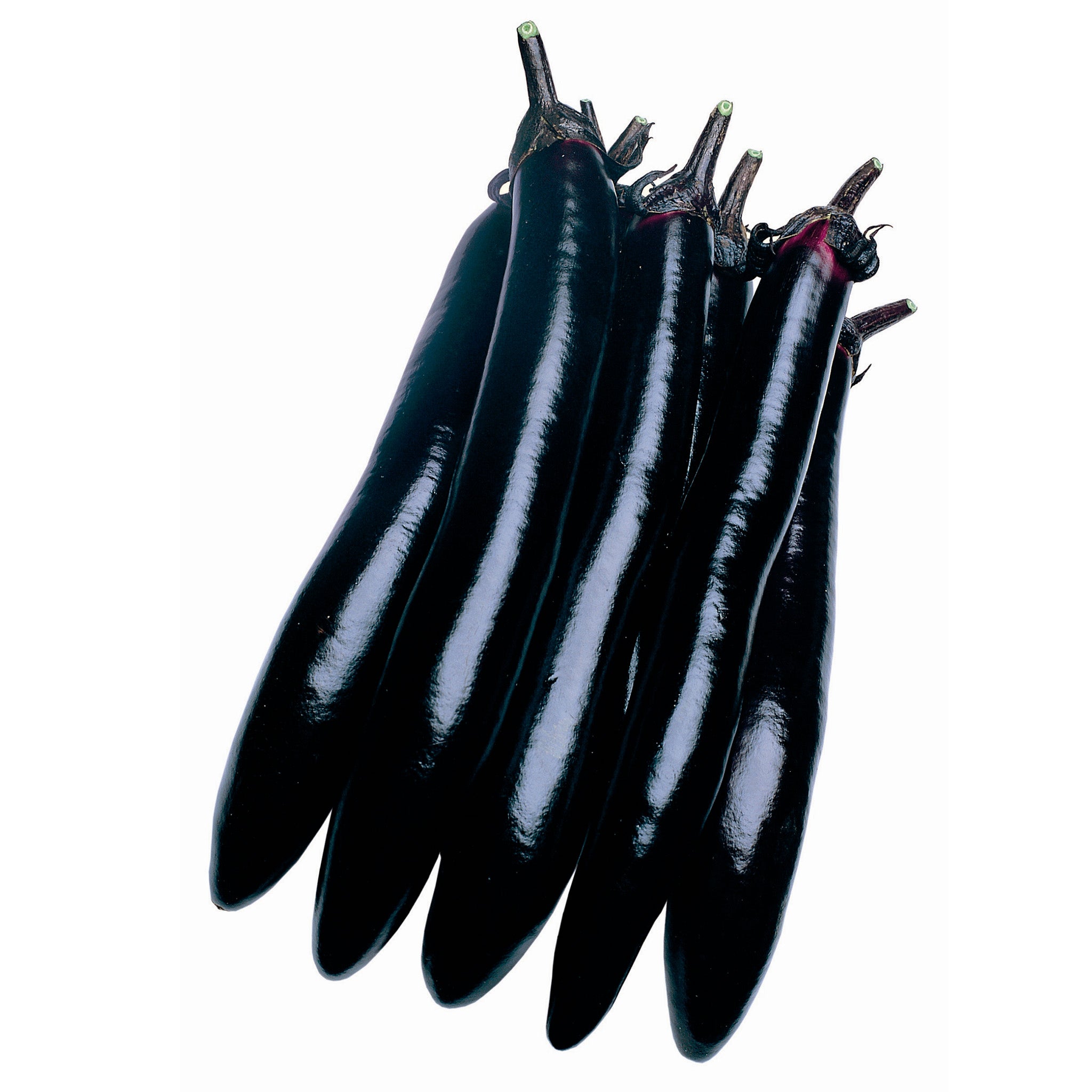 Shoya Long Eggplant Hybrid