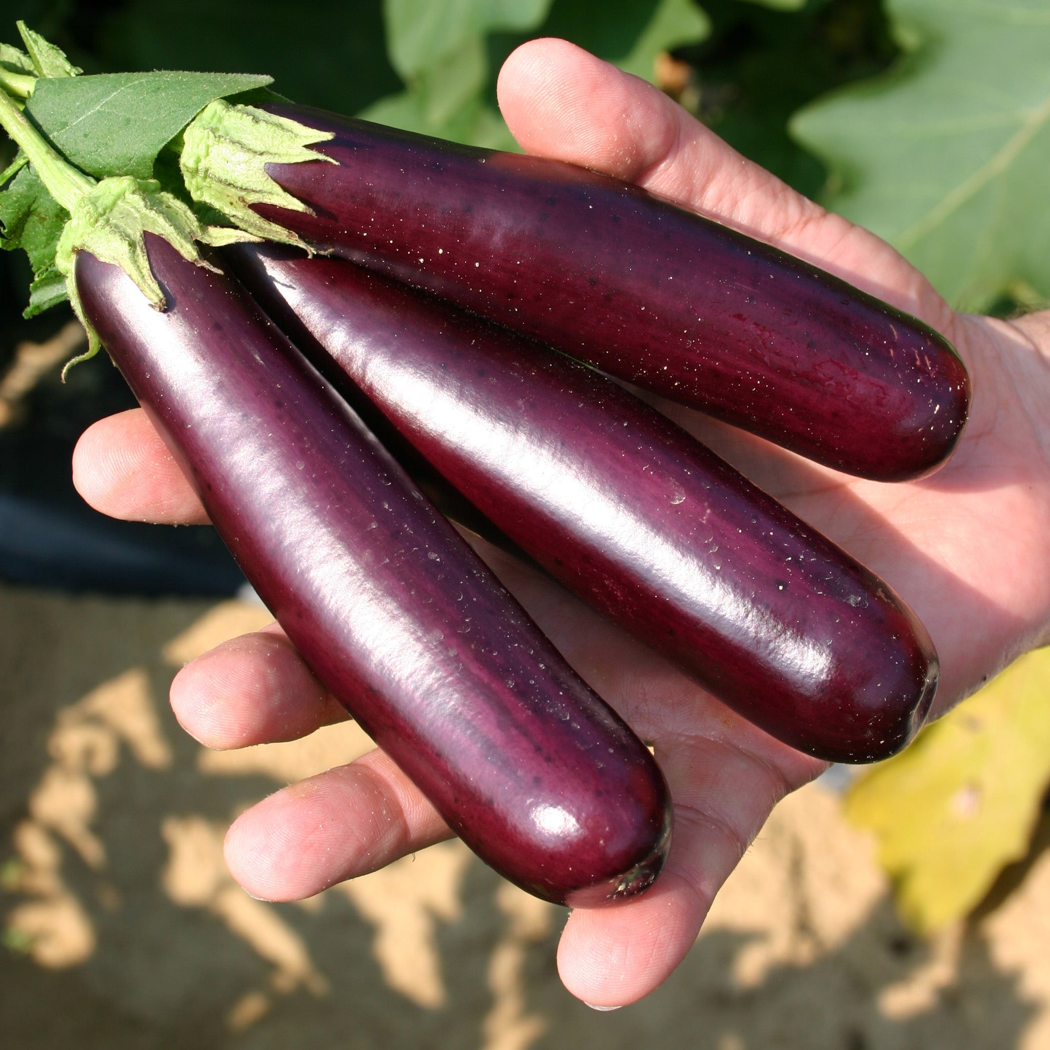 Purple Fingers Untreated Eggplant