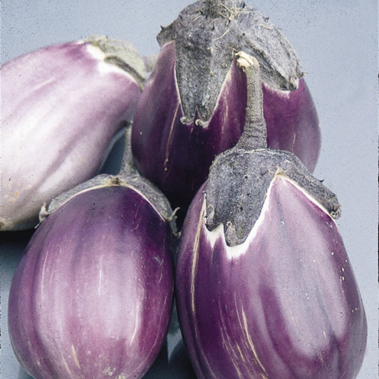 Italian Pink Bicolor Untreated Eggplant