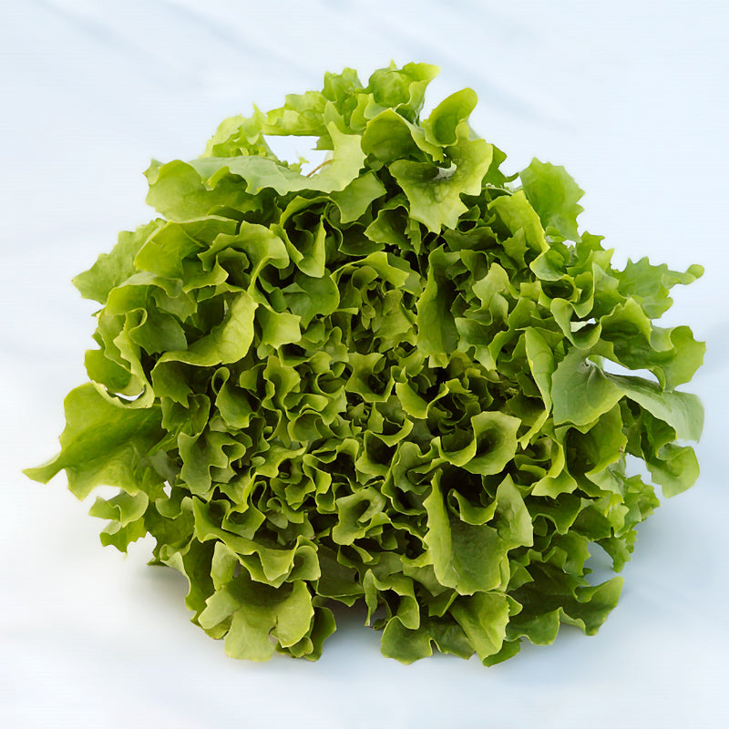 Forbes Escarole Seeds – Pelleted for Precision | Stokes Seeds – Stokes ...