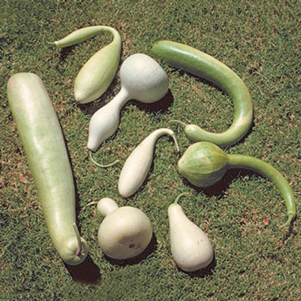 Large Untreated Gourds Mixture