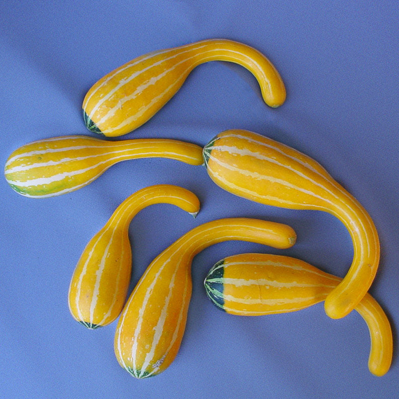 Spoon Untreated Gourds