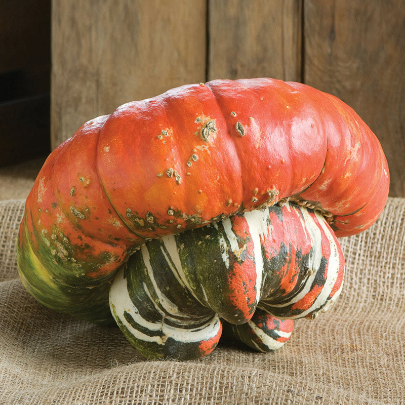 Large Turk's Turban Untreated Gourds