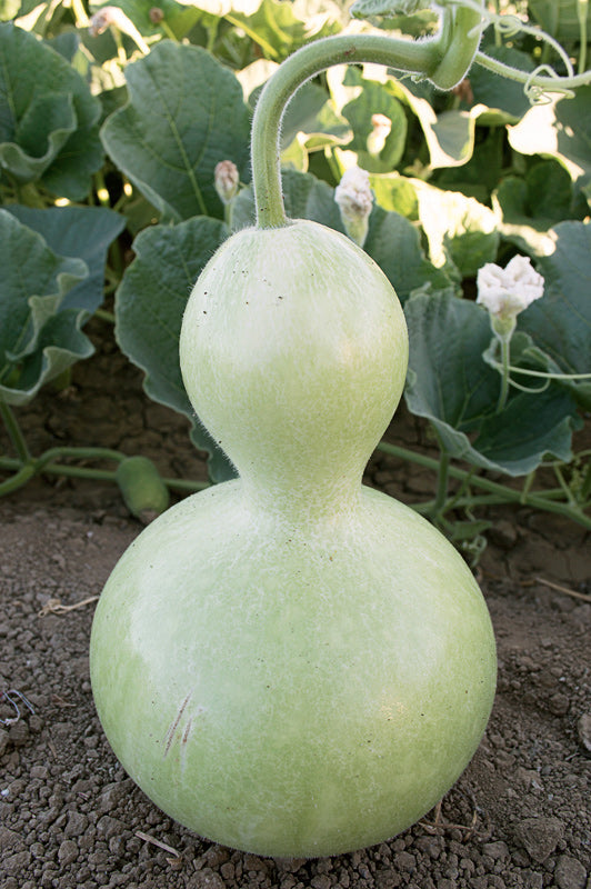 Birdhouse Untreated Gourds
