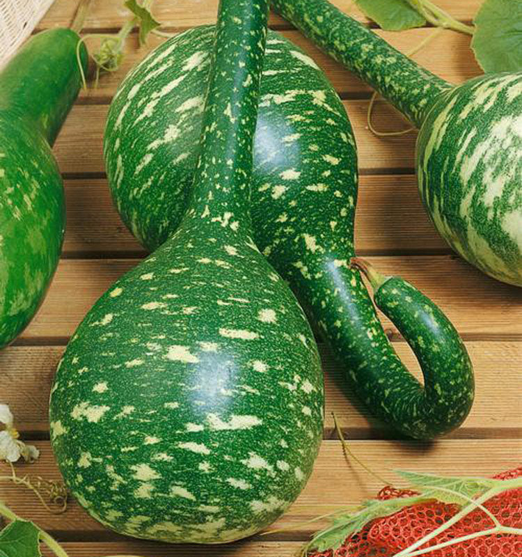 Long Handled Untreated Dipper Gourds